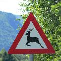 Hirsch_Norwegen