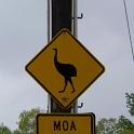 Neuseeland_Moa