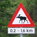 Norwegen_Elch