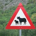 Norwegen_Schaf