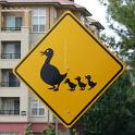 USA_Enten